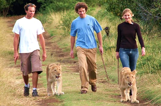 Marcher-avec-les-lions