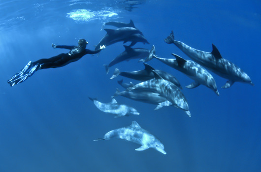 Nager-avec-les-dauphins