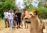 walk with lions